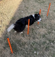 Elara’s Dog Agility Training