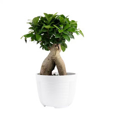 Ficus Bonsai Indoor Plant in 6