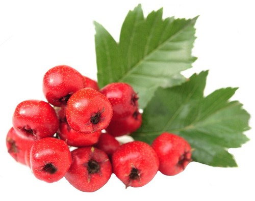 Weissdorn kapseln crataegus - kapseln, (crataegus