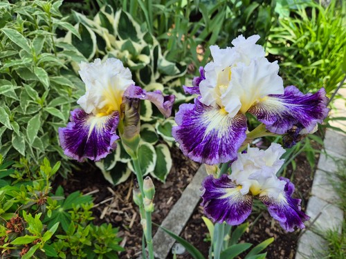 Schwertlilie iris cold - iris,