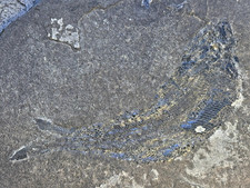 palaeoniscum freieslebeni