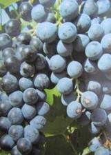 Vitis beta rote weinrebe - 'beta',
