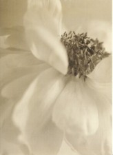 IKEA Bild Blüte Peony I 18x13cm A87/2 sepia Fotodruck Pfingstrose