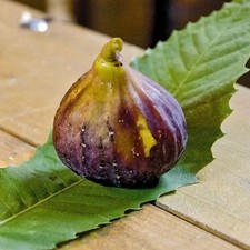 Obstbaum Feige San Mango Im