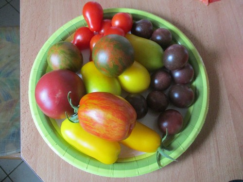 Tomatensamen mischung - tomatensamen,