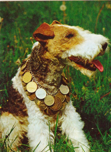 Fox terrier postkarte - fox,