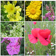 Schmetterlings- und Bienenweide mehrjährige Blumenwiese nur heimische Arten 50g