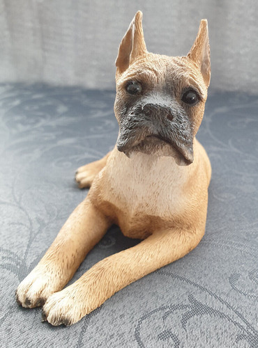 Hund boxer castagna - boxer,,