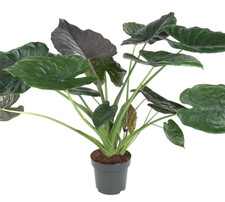 Alocasia Wentii 120cm 🌿