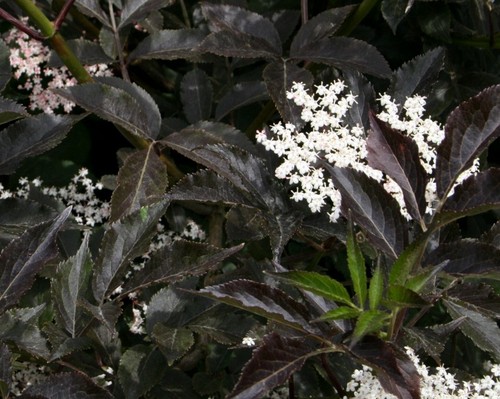 Holunder fliederbeere sambucus - fliederbeere,