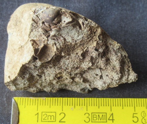 Trilobit chasmops cranidium - chasmops, (cranidium
