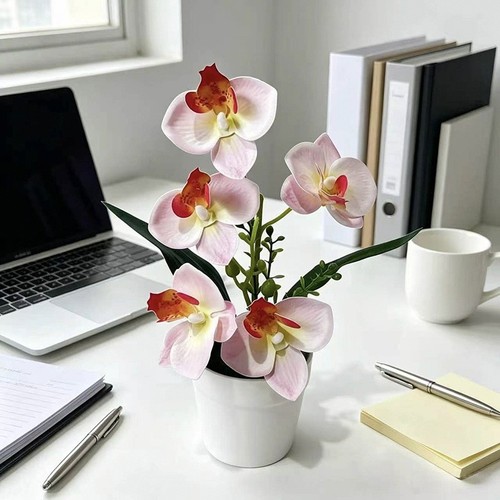 Seidenfalter orchidee - pe,