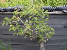 BONSAI WUNDERBARE URALTE WILDBIRNE YAMADORI ABSOLUTE RARITÄT