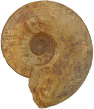 Dogger  Brasilia decipiformis