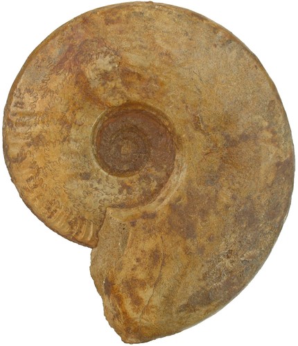 Dogger brasilia decipiformis - dogger,