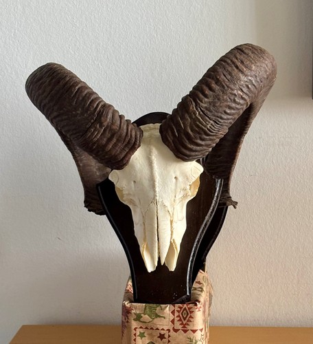 Altes mufflongehörn auf - altes,