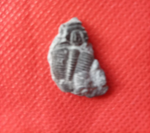 Winziger trilobit schön - winziger,