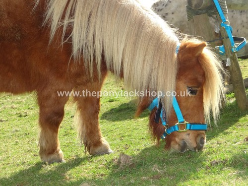 Shetland headcollar shires - shetland,