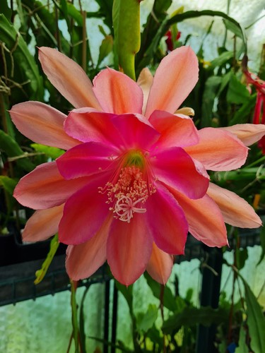 Epiphyllum blattkakteen - epiphyllum,