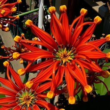 Feuerradbaum exotische