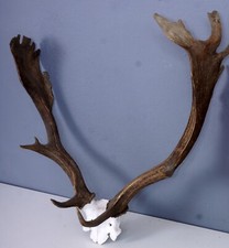 Schönes Damhirschgeweih