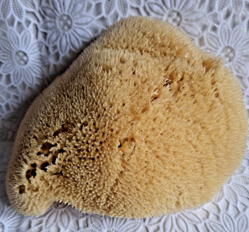 Großer naturschwamm 13x 10cm - naturschwamm,