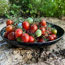 Cherrytomate PAULINA'S SECRET Tomatensamen 10 + Samen samenfeste zuckersüße