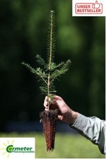 10 Stück Topfpflanze Raketen Weißtanne  Weihnachtsbaum 20-35cm
