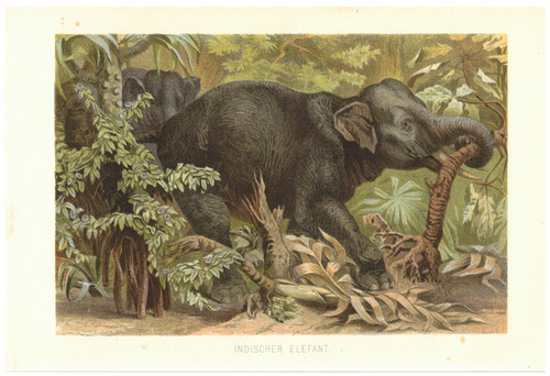 Indischer elefant elephas - elefant,