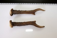 2 Geweihstangen vom Reh Geweih