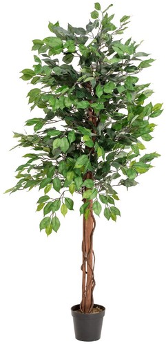 Europalms ficus benjamini - europalms, ficus-benjamini