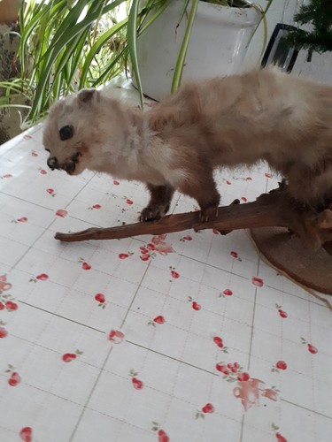 Tierpräparat marder - tierpräparat,