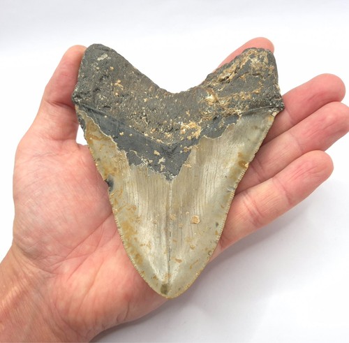 Schwarze bourlette megalodon - bourlette,