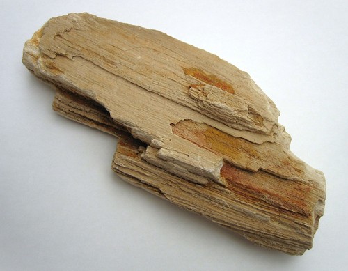 Versteinertes holz indonesien - holz,