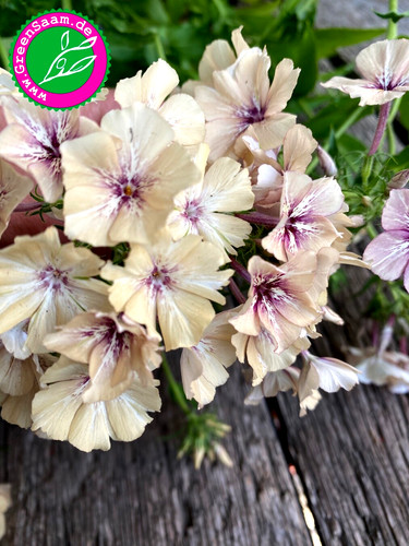 Phlox drummondii creme brulee - drummondii,
