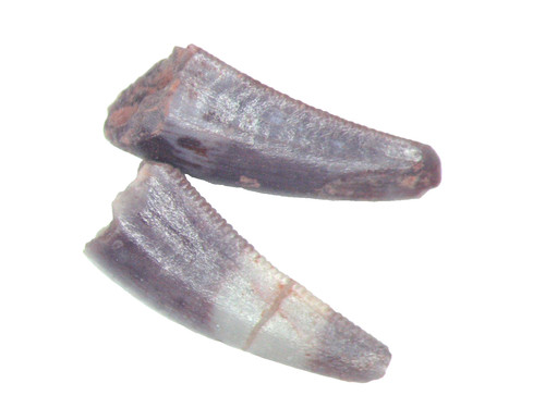 Trias coelophysis dinosaurier - coelophysis,