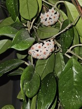 Hoya Wachsblume Bewurzelter Steckling 1 Pflanze mit Wurzel Porzellanblume