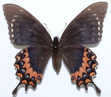 PAPILIO GARAMAS ELECTRYON