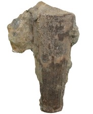 Silur  Kionoceras sp
