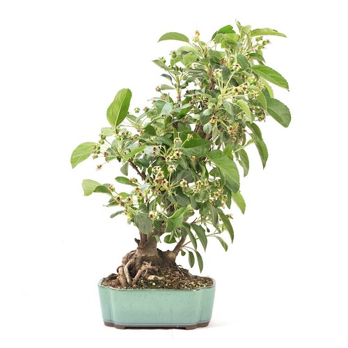 Bonsai zierapfel malus - 'malus, spec.'