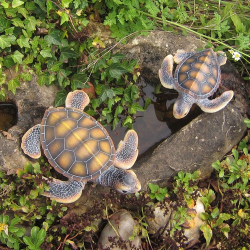 Wasserschildkröte 21 - l:,