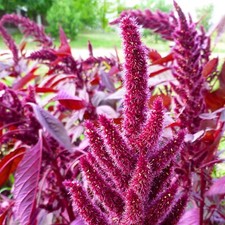 Amaranth Garten-Fuchsschwanz Velvet Curtains 200+ Samen Amaranthus cruentus