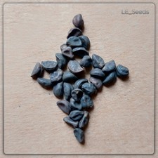  30+ Samen IPOMOEA NIL 'Scarlett O´Hara' purpur Morning Glory Prunkwinde selten