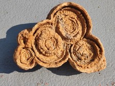 Stromatolith, Kreidezeit, Taouz, Marokko