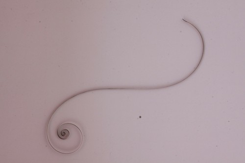 Mainspring feder zugfeder - mainspring,
