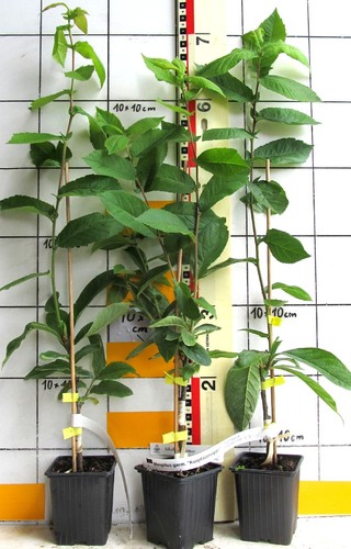 Mespilus germanica