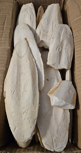 Sepiaschalen groß 500g - , ca