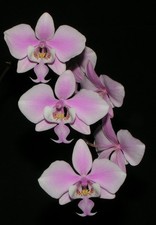 Phalaenopsis schilleriana x sib 01 mit Blütentrieb