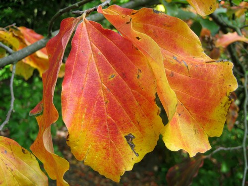 Persischer eisenholzbaum - persischer,