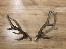 Geweih Hirsch Garderobe Jagd